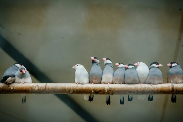 a group of birds sitting on top of a wooden branch